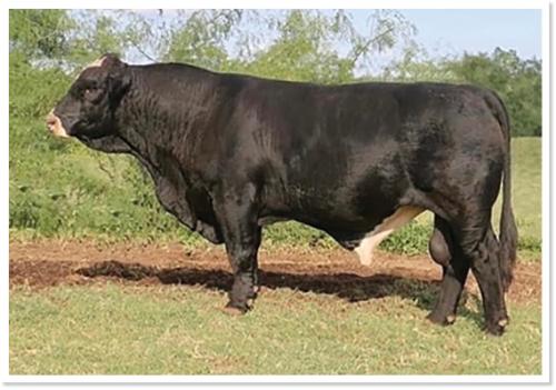 LOT 51 - LMC ICON 3D/82 - FIVE (5) STRAWS OF SEMEN