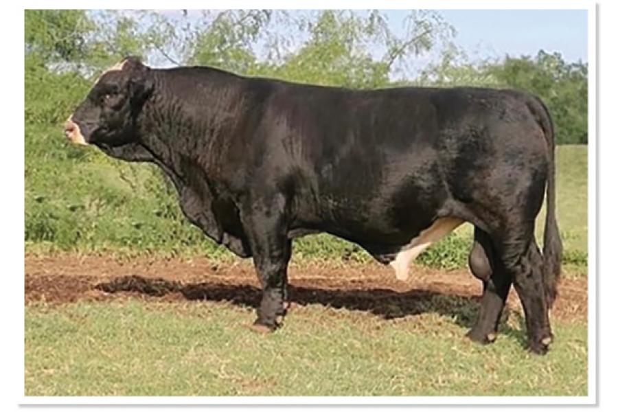 LOT 51 - LMC ICON 3D/82 - FIVE (5) STRAWS OF SEMEN