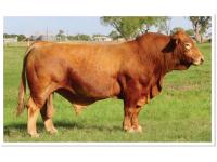 LOT 52 - MR 6G S LMC RODMAN  5F21 - FIVE (5) STRAWS OF SEMEN