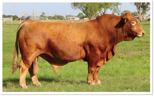 LOT 52 - MR 6G S LMC RODMAN  5F21 - FIVE (5) STRAWS OF SEMEN