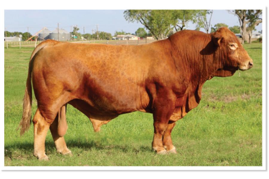 LOT 52 - MR 6G S LMC RODMAN  5F21 - FIVE (5) STRAWS OF SEMEN