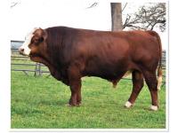 LOT 53 B - T5 TEXAS RAPTOR - TEN (10) STRAWS OF SEMEN