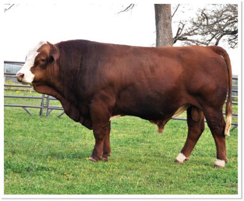 LOT 53 B - T5 TEXAS RAPTOR - TEN (10) STRAWS OF SEMEN