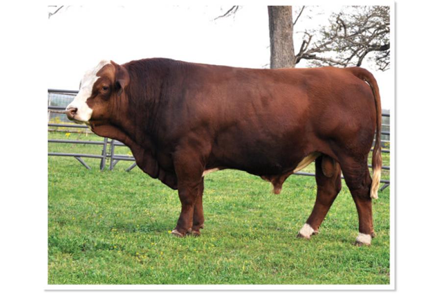 LOT 53 A - T5 TEXAS RAPTOR - TEN (10) STRAWS OF SEMEN