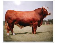 LOT 54 D - BHR NEWTON M865E - TEN (10) STRAWS OF SEMEN