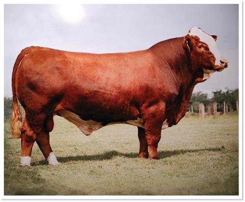 LOT 54 A - BHR NEWTON M865E - TEN (10) STRAWS OF SEMEN