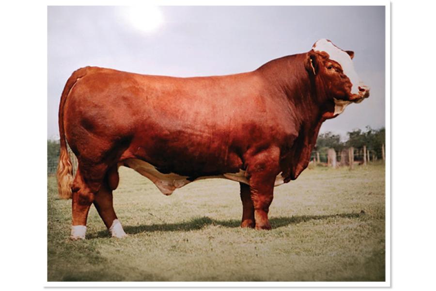 LOT 54 D - BHR NEWTON M865E - TEN (10) STRAWS OF SEMEN