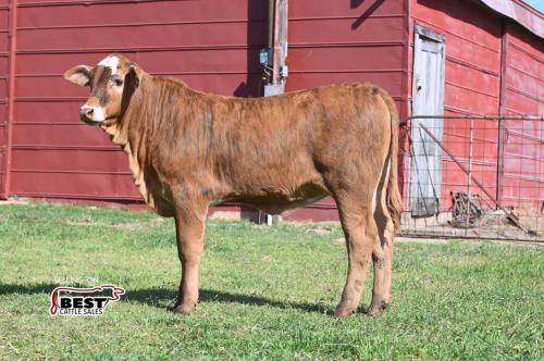 LOT 15 - X MS. MAGIC 201