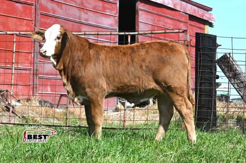 LOT 19 - X MS. SHELBY 221