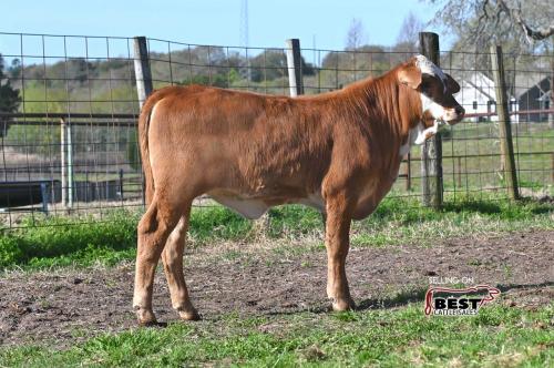 LOT 20 - X MS. MILKSHAKE 231