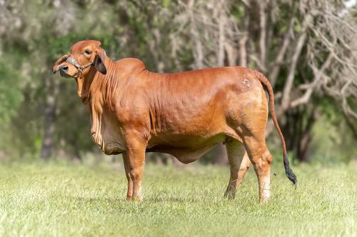 LOTE 06 - SALAMANDRA 027/2 FIV