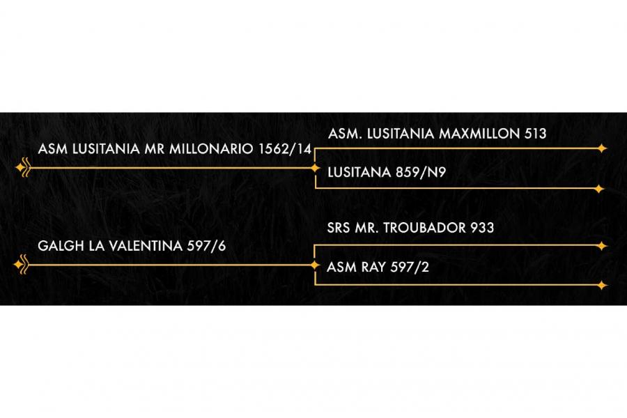 LOTE 06 - SALAMANDRA 027/2 FIV