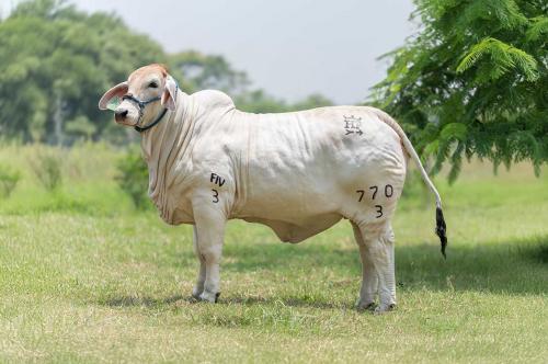 LOTE 13 - MISS TABASCO V8 770/3 FIV