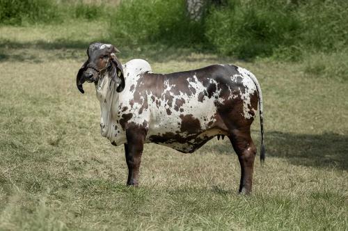 LOTE 19 - BAMBI DE ORO VERDE 3895/2