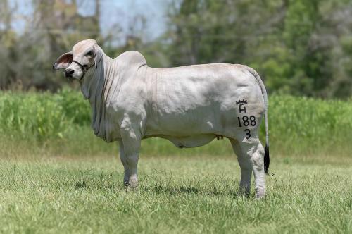 LOTE 22 - MISS VALENTINA 188/3 IA