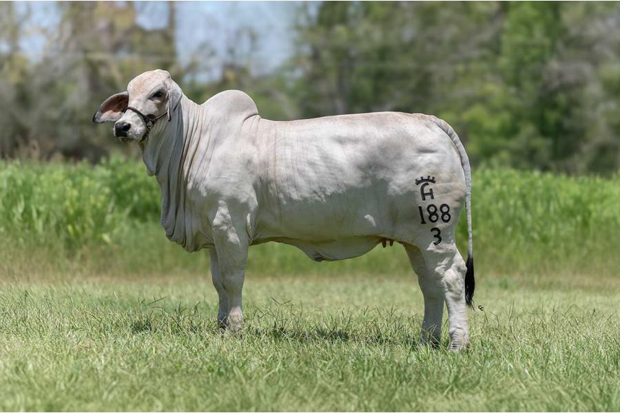 LOTE 22 - MISS VALENTINA 188/3 IA