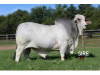 LOT 18 - +JDH MR MANSO 840 THE GRADUATE x JDH LADY MANSO 339 - FEMALE SEXED EMBRYO PACKAGE