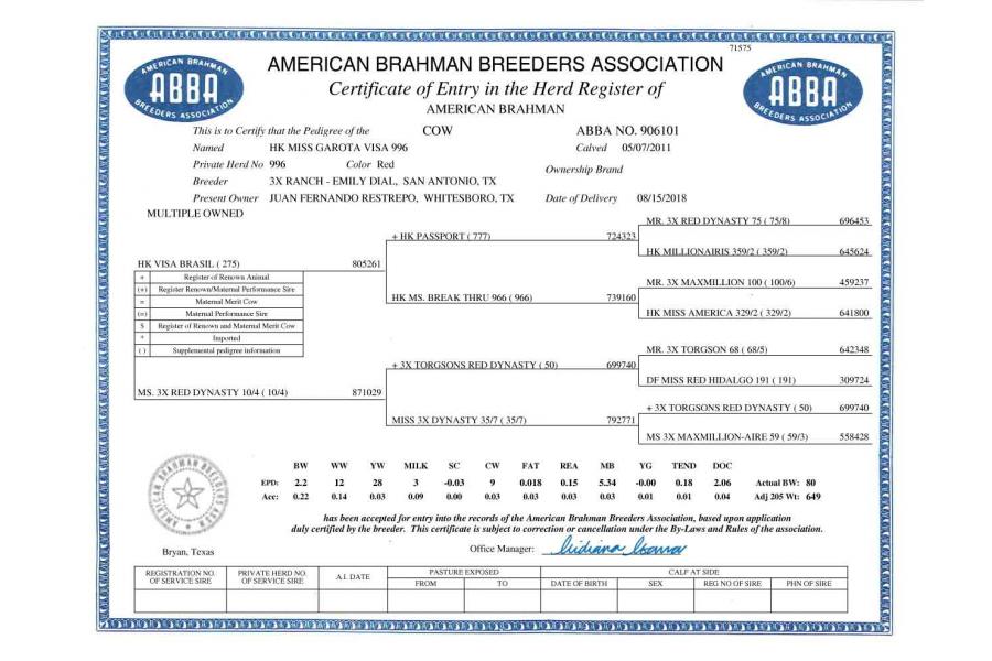 LOT 10 - MR PRINCIPE APACHE 19/385 x HK MISS GAROTA VISA 996 - 3 CONVENTIONAL EMBRYOS