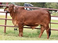 LOT  04 - HK MS. JACK AMERICA 350/3