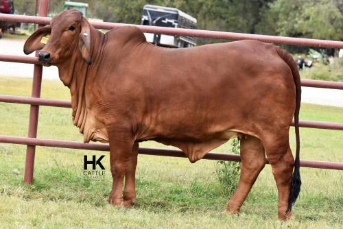 LOT  04 - HK MS. JACK AMERICA 350/3