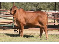 LOT  03 - HK MS. JACK AMERICA 220/2