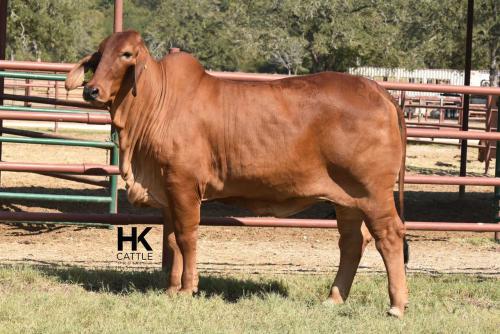 LOT  03 - HK MS. JACK AMERICA 220/2