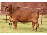 LOT  02 - HK MS. JACK AMERICA 325/3