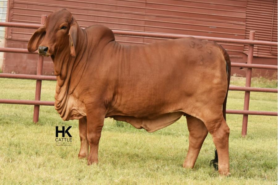 LOT  02 - HK MS. JACK AMERICA 325/3