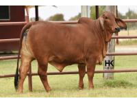 LOT  04 - HK MS. JACK AMERICA 350/3