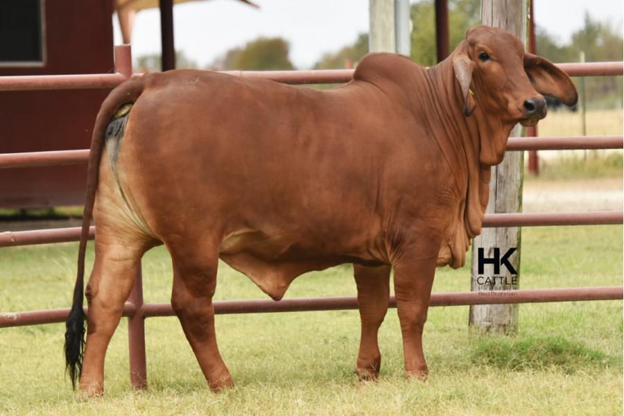 LOT  04 - HK MS. JACK AMERICA 350/3