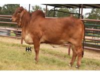 LOT  11 - HK MS. RAY 314/3