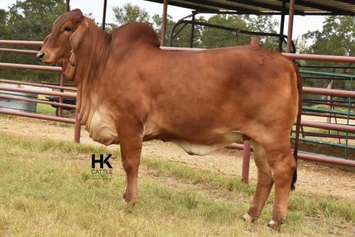 LOT  11 - HK MS. RAY 314/3