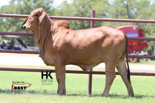 LOT  13 - HK MS. COLOSSAL X-RAY 149