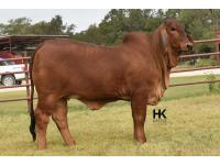 LOT  01 - HK MS. JACK AMERICA 324/3