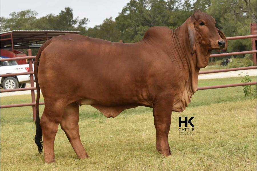 LOT  01 - HK MS. JACK AMERICA 324/3