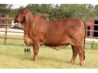 LOT  02 - HK MS. JACK AMERICA 325/3