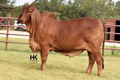 LOT  02 - HK MS. JACK AMERICA 325/3