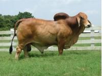 LOT 26B - HK MAGNETIC 336 - 2 STRAWS CONVENTIONAL SEMEN