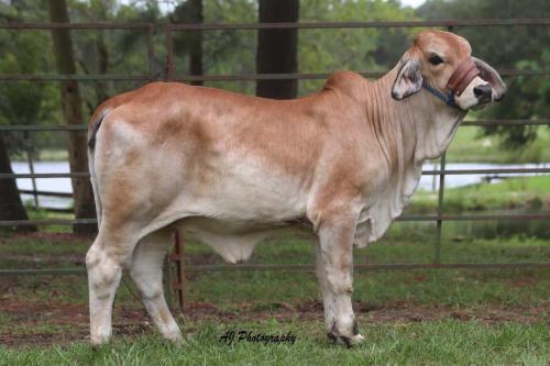 LOT 18 - AB TABITHA 48