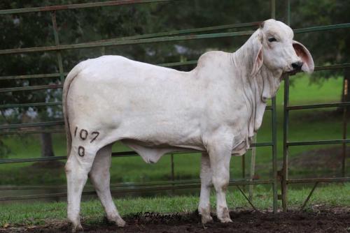 LOT 07 - LEE'S MISS CARLY ANN MANSO