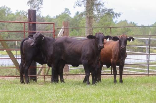 LOT 22 - 4 HEAD OF BLACK F-1 FEMALES