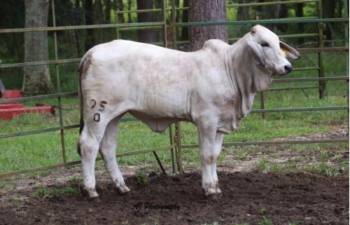 LOT 04 - LEE'S MISS BLAKELY MANSO