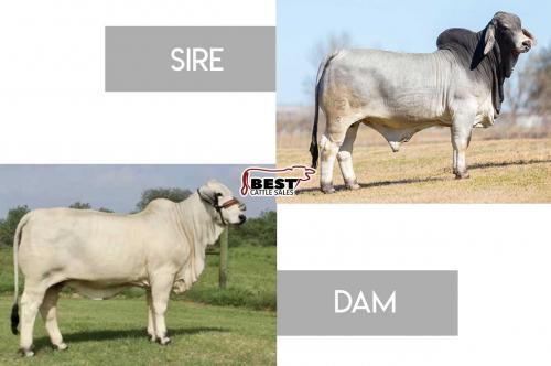 LOT  33 - Mr. V8 824/8 (P) x Miss 4F Polled 99/0 (P) - Embryo Package