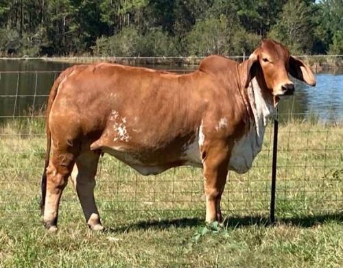 LOT 25 - MORENO MS. LADY RUTHIE MARIE 398/2 - IVF FLUSH