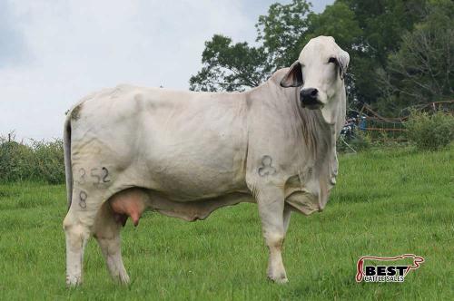 LOT 21 - JDH LADY MASON MANSO 352/8 - IVF FLUSH