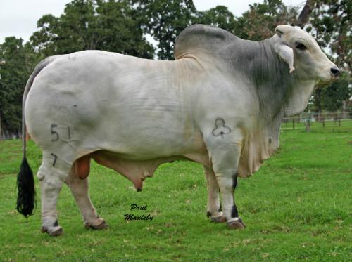 LOT  22 - +JDH SIR SHANK MANSO 51/7 -1 STRAW SEXED FEMALE SEMEN