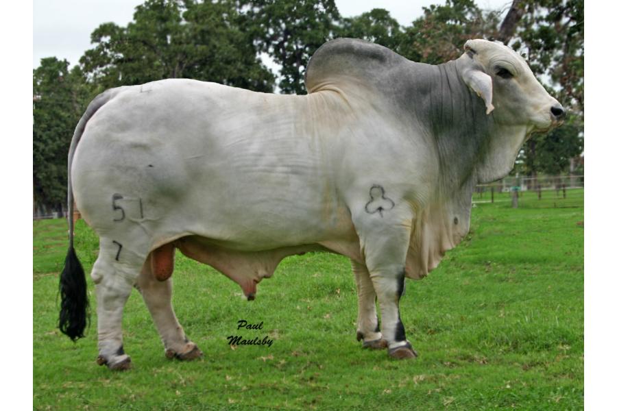 LOT  22 - +JDH SIR SHANK MANSO 51/7 -1 STRAW SEXED FEMALE SEMEN