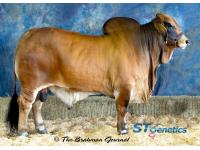 LOT 24B- +MR. SG 111/1 - 2 STRAWS FEMALE SEXED SEMEN