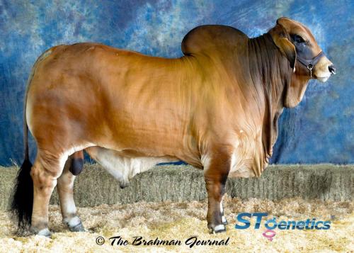 LOT 24A - +MR. SG 111/1 - 2 STRAWS FEMALE SEXED SEMEN