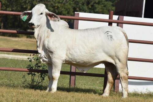 LOT  17 - LILY PEARL 96